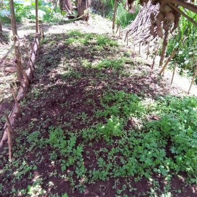 467167318 9553370731346074 9093291373845045119 N