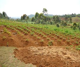 Projet AFESDI à Kabaré